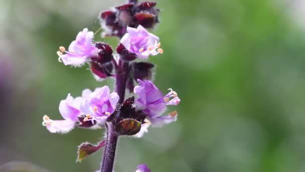 非洲蓝罗勒 香料和药草 花在一个宏观 — 图库视频影像