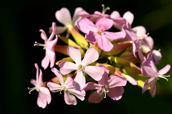 Common Soapwort Flower Closeup — Stock Photo, Image