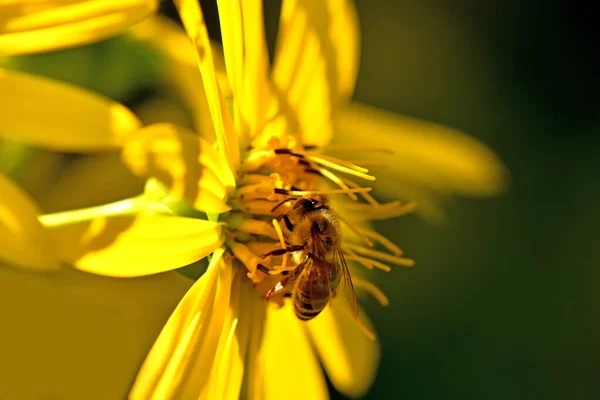 Med Pollen Gul Blomma — Stockfoto