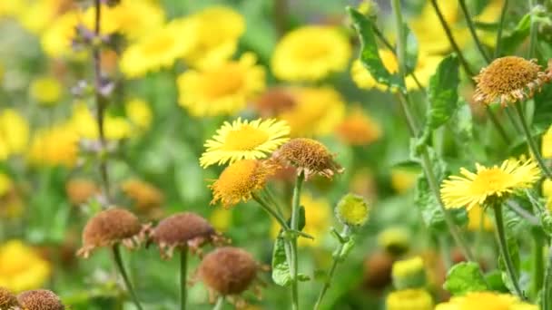 Yang Biasa Fleabane Obat Tanaman Dengan Bunga Musim Panas — Stok Video