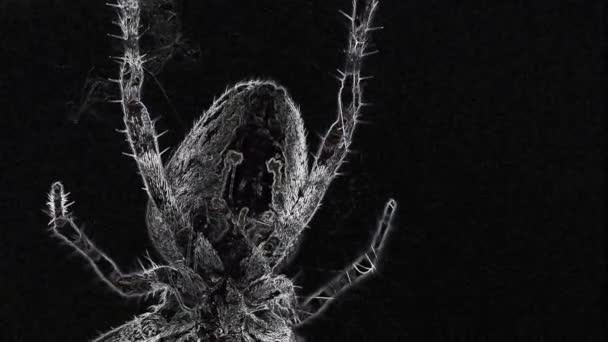 Bir Bahçe Örümceği Makrodaki Ağında — Stok video