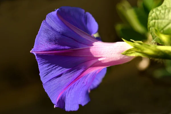 朝の栄光と花とアステカの薬 — ストック写真