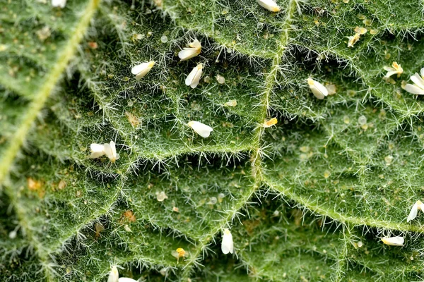 Moscas Blancas Invernadero Una Hoja Malva Imágenes de stock libres de derechos