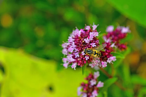 Mosca Voladora Paleártica Sobre Una Flor Tomillo —  Fotos de Stock