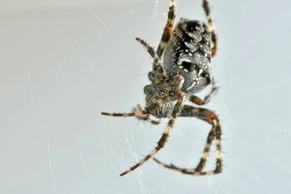 在它的网状结构中的花园蜘蛛 — 图库照片