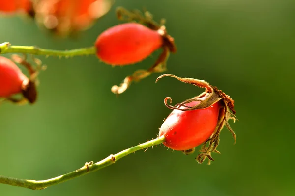 Roos Heup Een Groene Lege Achtergrond — Stockfoto