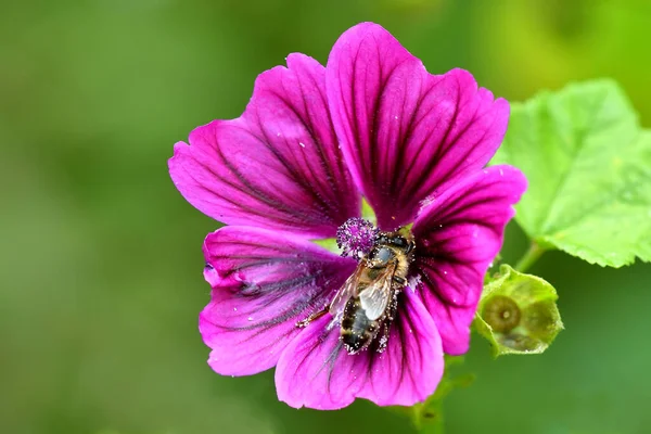 Malva Medicinalväxt Blomma Och — Stockfoto