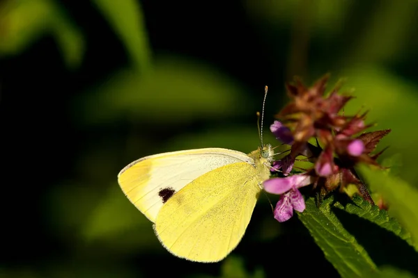 Kohlschmetterling Auf Einer Blume — Stockfoto