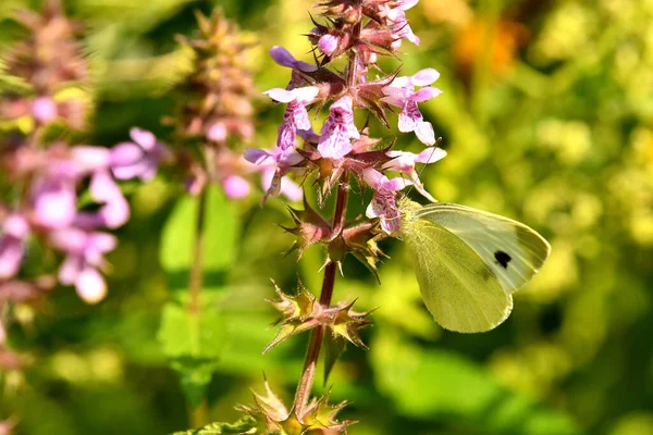 Cabbage Butterfly Flower — Stock Photo, Image