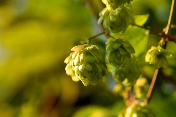 Hops Ripe Cones Summer — Stock Photo, Image