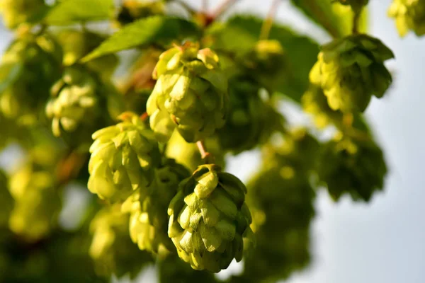 Hops Ripe Cones Summer — Stock Photo, Image