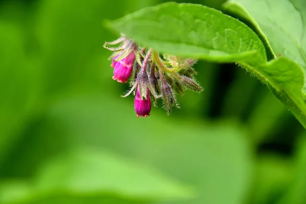 Smeer Bloem Het Voorjaar Duitsland — Stockfoto