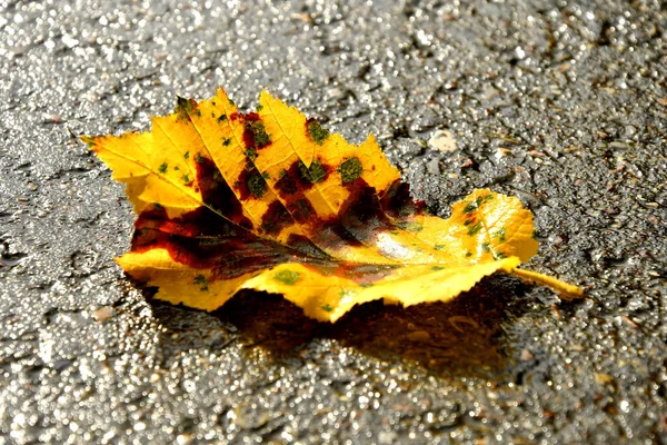 Herbstfarbenes Blatt Auf Einer Feuchten Straße — Stockfoto