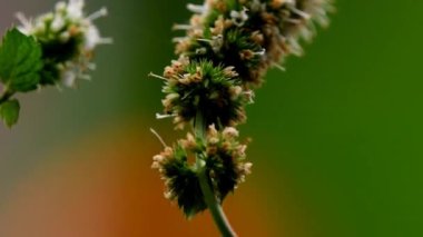 Arka planda sarı fenerli nane şekeri.