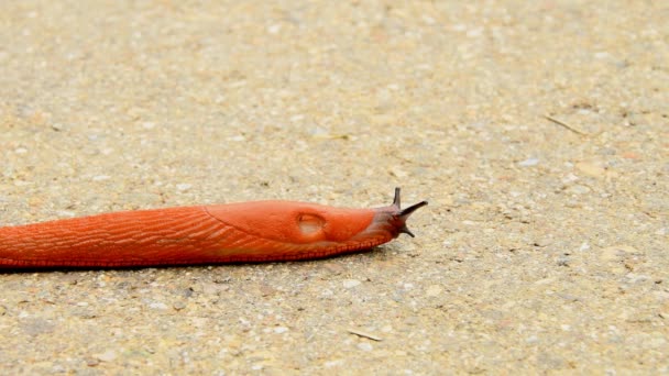 Large Red Slug Crawling Way — Stock Video