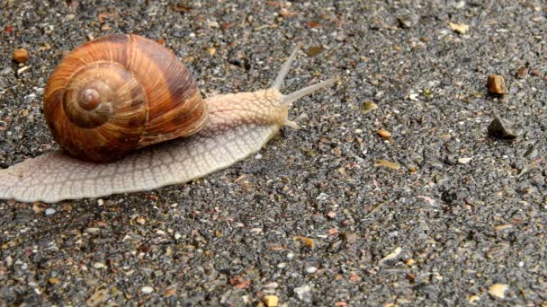 Edible Snail Walking Way — Stock Video