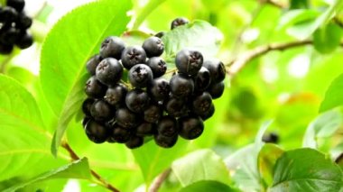 Olgun Aronia meyveleri Almanya 'da bir ağaçta