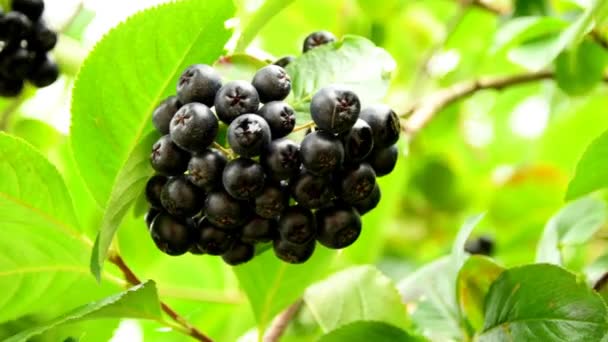 Baies Mûres Aronia Sur Arbre Allemagne — Video