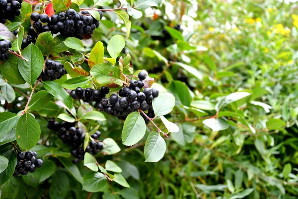 Bayas Maduras Aronia Árbol Alemania —  Fotos de Stock