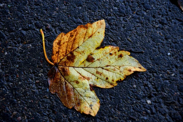 Осенний Кленовый Лист Мокрой Улице — стоковое фото