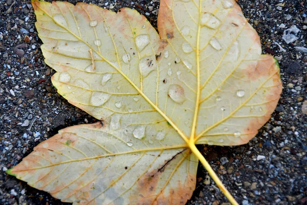 Hoja Arce Color Otoñal Con Gotas Lluvia —  Fotos de Stock