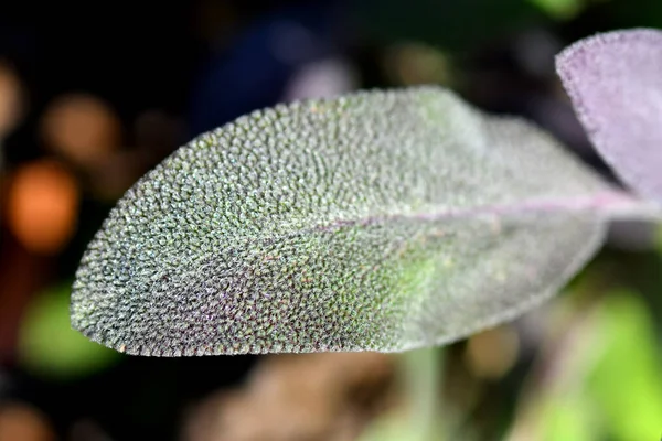 Sage Medicinal Plant Leaf — Stock Photo, Image