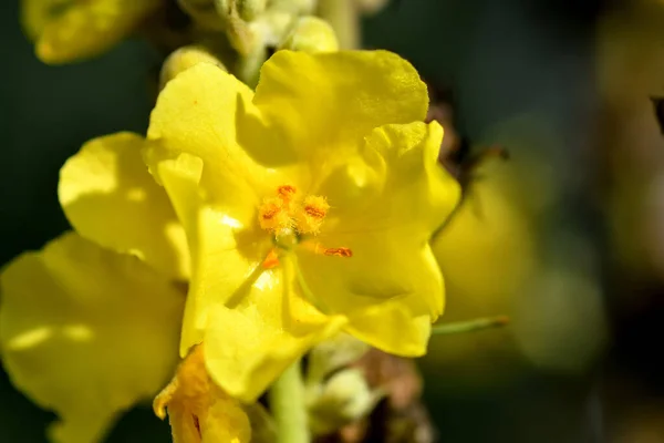 Königskerze Heilpflanze Mit Blüte — Stockfoto