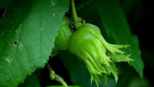 Hasselnöt Buske Med Växande Frukter — Stockvideo