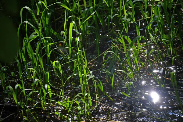 Riet Een Kreek Achtergrondverlichting — Stockfoto