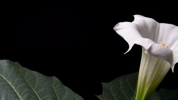 Dornenapfel Mit Weißer Blüte — Stockvideo