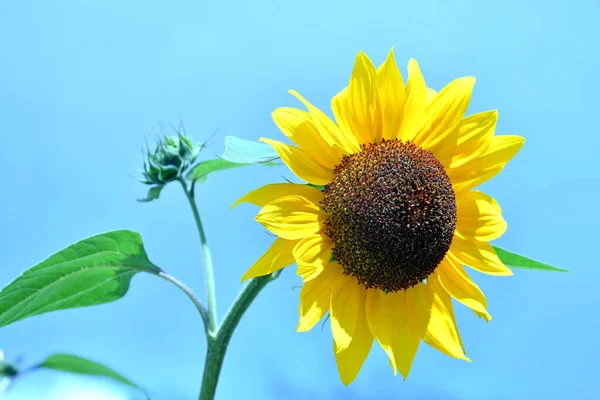 Sunflower Blue Sky — Stock Photo, Image