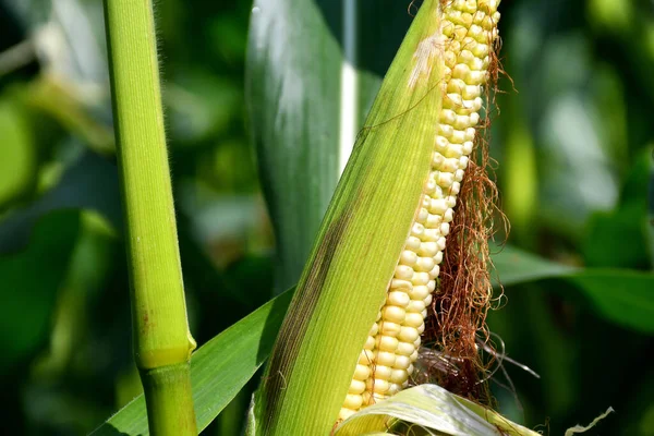 Незрелый Кукурузный Початок Поле Германии — стоковое фото