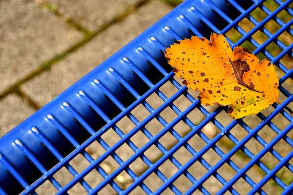 Koltuğun Mavi Izgarasında Sonbahar Renkli Yaprak — Stok fotoğraf