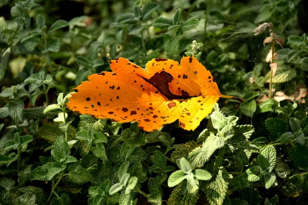 Foglia Colorata Autunnale Sulle Erbe Erba Gatta — Foto Stock