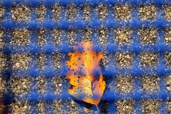 Φθινοπωρινό Χρωματισμένο Φύλλο Κάτω Από Ένα Μπλε Πλέγμα Καθίσματος — Φωτογραφία Αρχείου