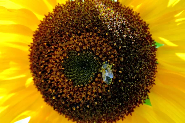 Bee Sunflower Macro — Stock Photo, Image