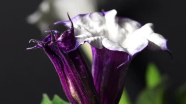 Mavi çiçekli dikenli elma