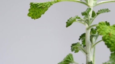 Beyaz atlı at, şifalı bitkiler ve yapraklar.