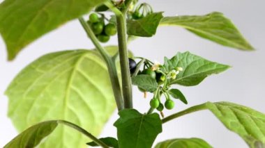 Solanum nigrum, böğürtlenli ve çiçekli tıbbi bitki.