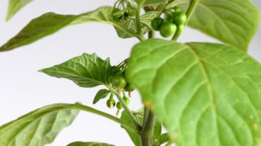 Solanum nigrum, böğürtlenli ve çiçekli tıbbi bitki.