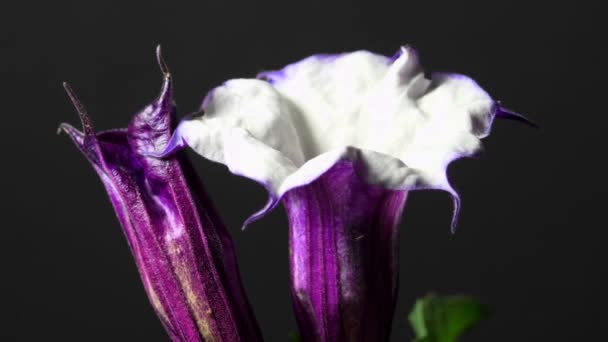 Dornenapfel Mit Violetten Und Weißen Blüten Auf Einem Wendetisch — Stockvideo