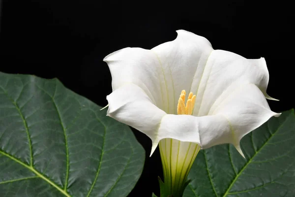 有白花的荆棘苹果 — 图库照片