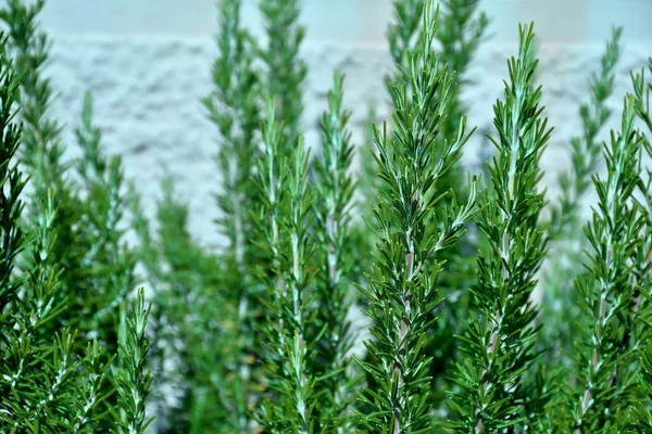 Rosemary Fresh Green Herb Autumn — Stock Photo, Image