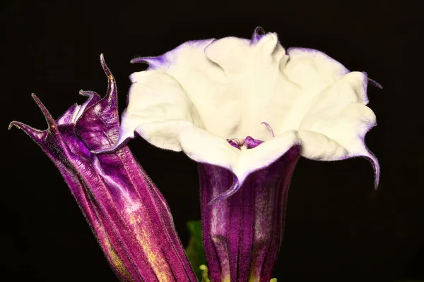 Thorn Apple Violet White Flower — Stock Photo, Image