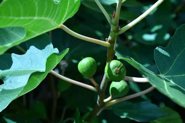 Higos Inmaduros Árbol — Foto de Stock