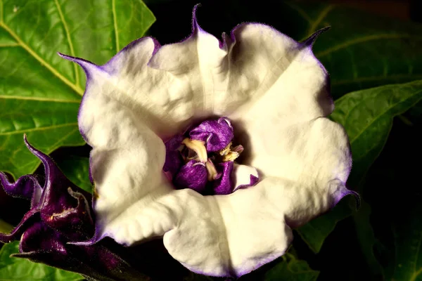带有紫色和白色花朵的荆棘苹果 — 图库照片