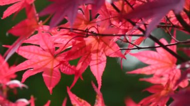 Rüzgarda kırmızı yapraklı Japon akçaağacı