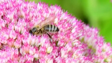 demiryolunda çiçek arıya