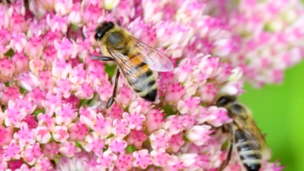 Méhecske Virág Livelong — Stock videók