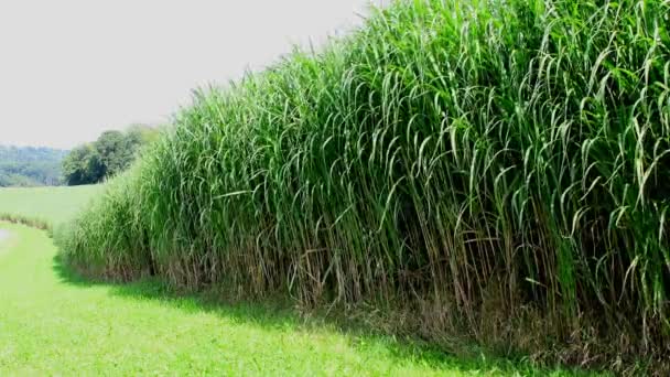 Campo Césped Interruptor Otoño Con Plantas Grandes — Vídeos de Stock